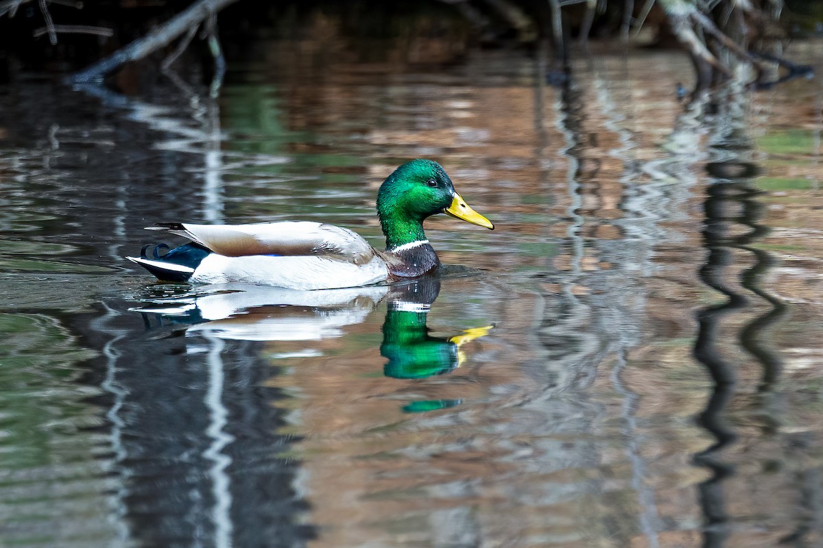 Mallard - Bill Hatch