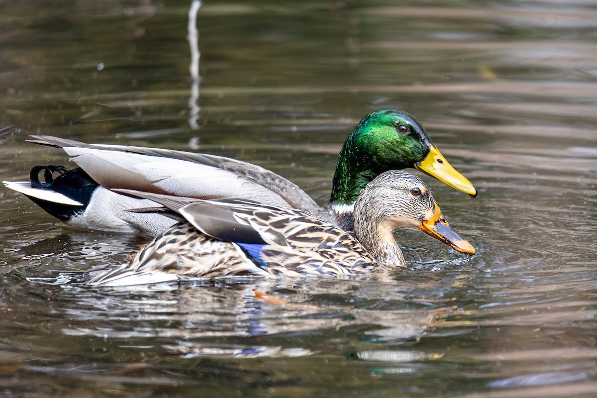 Canard colvert - ML317269561