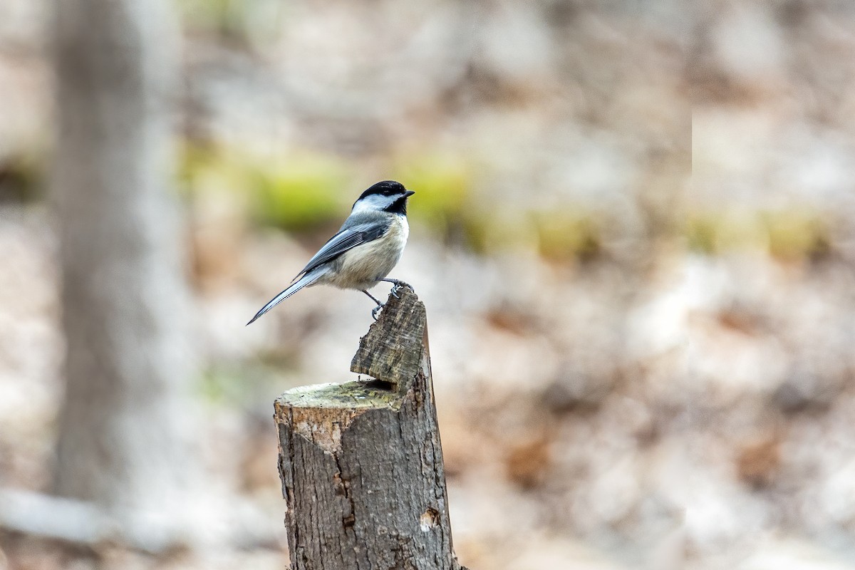 Black-capped Chickadee - Bill Hatch