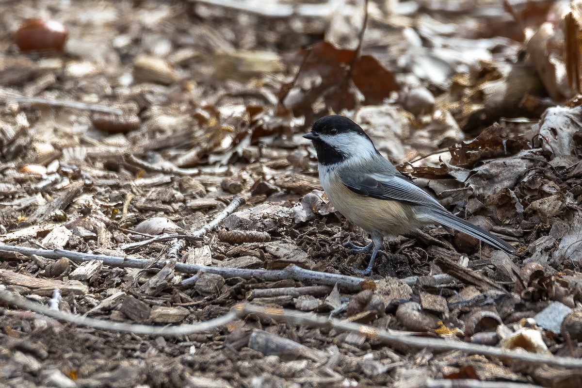 Mésange à tête noire - ML317269611