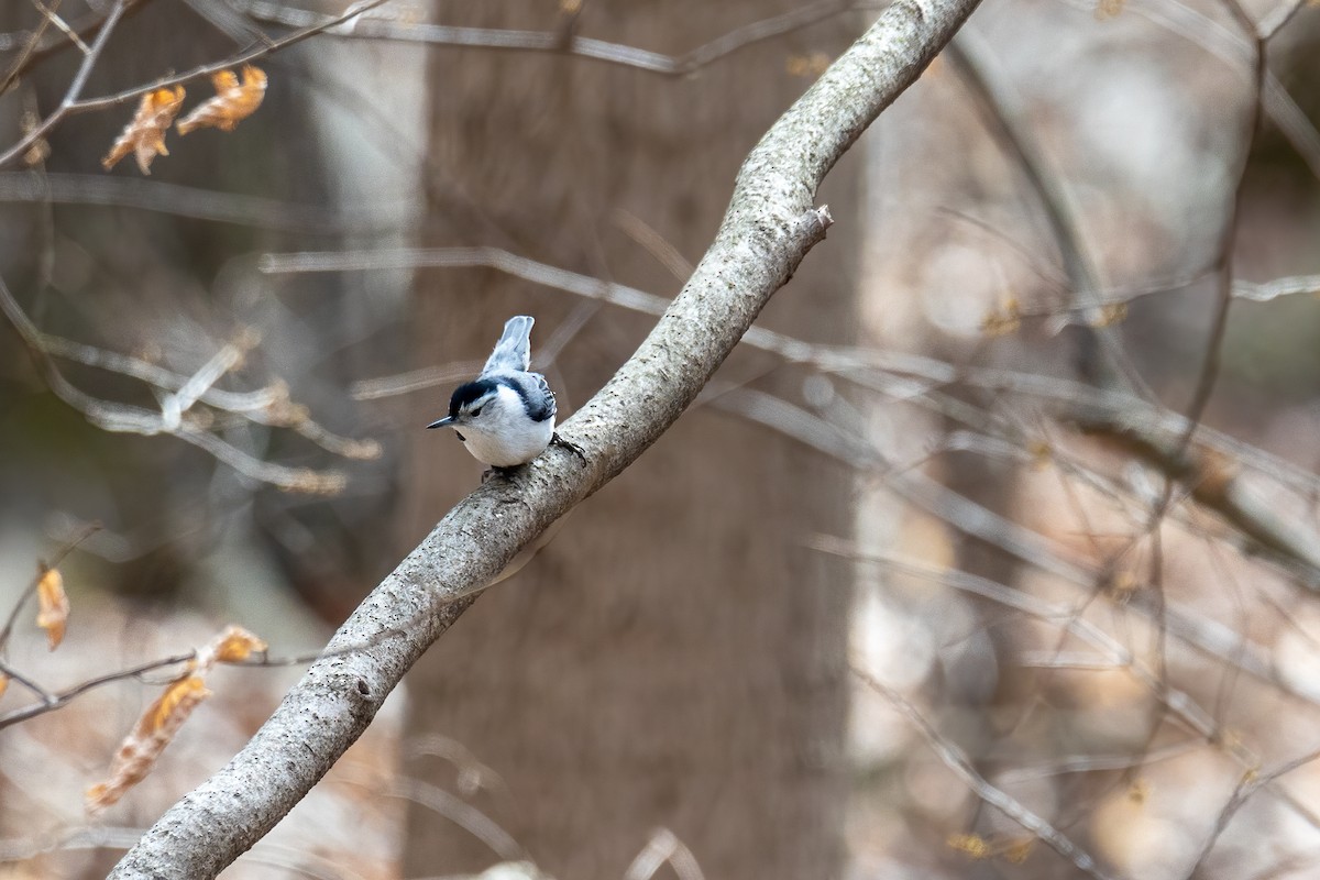 White-breasted Nuthatch - Bill Hatch
