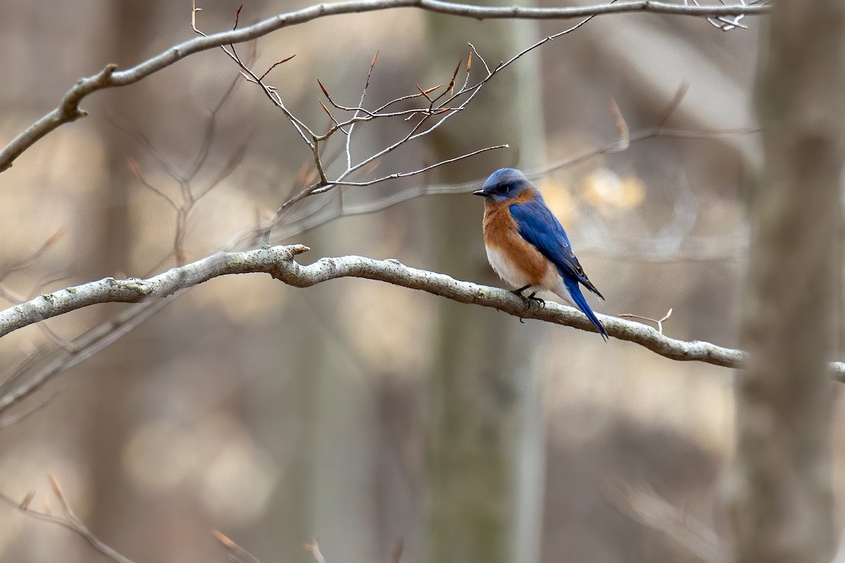 Eastern Bluebird - Bill Hatch