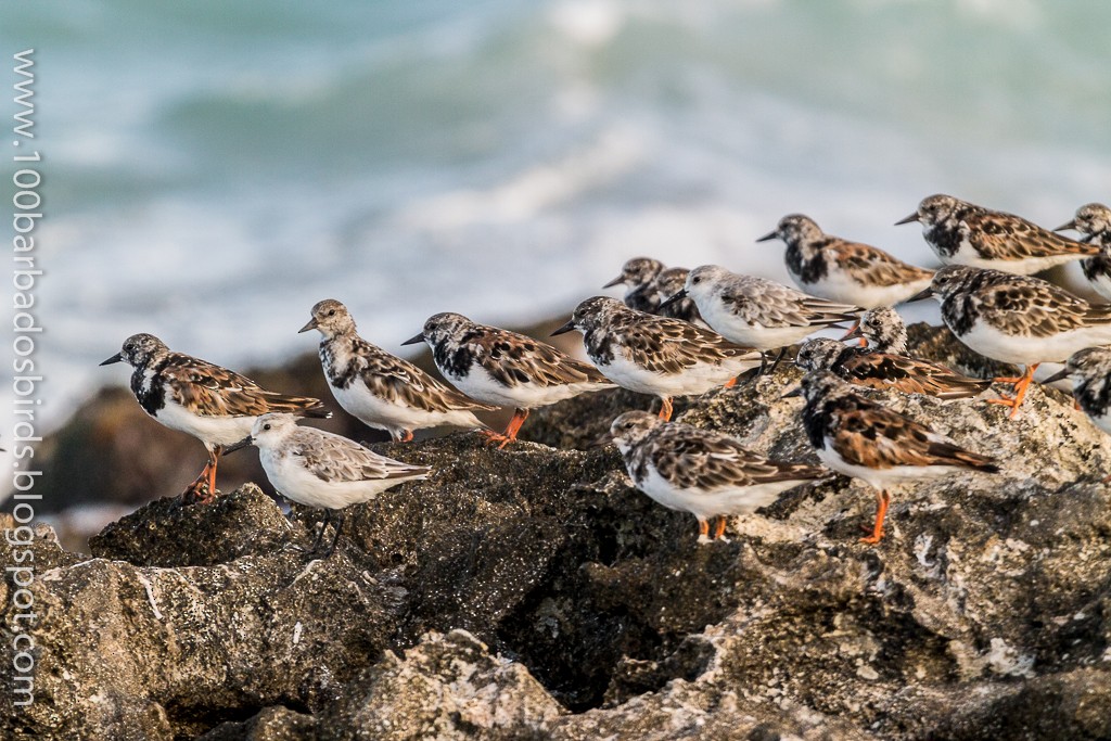 Sanderling - Julian E. Moore