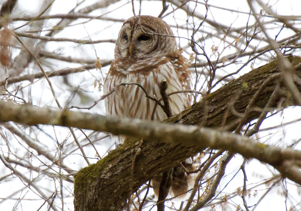 Barred Owl - ML317270341