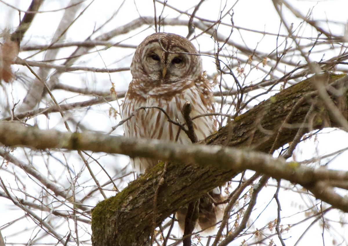 Barred Owl - ML317270361
