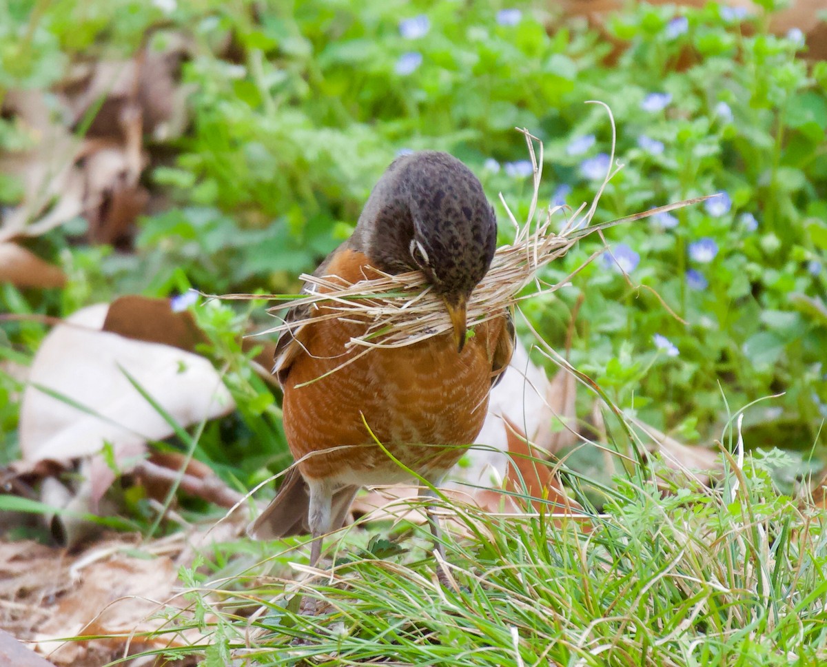 American Robin - ML317270801