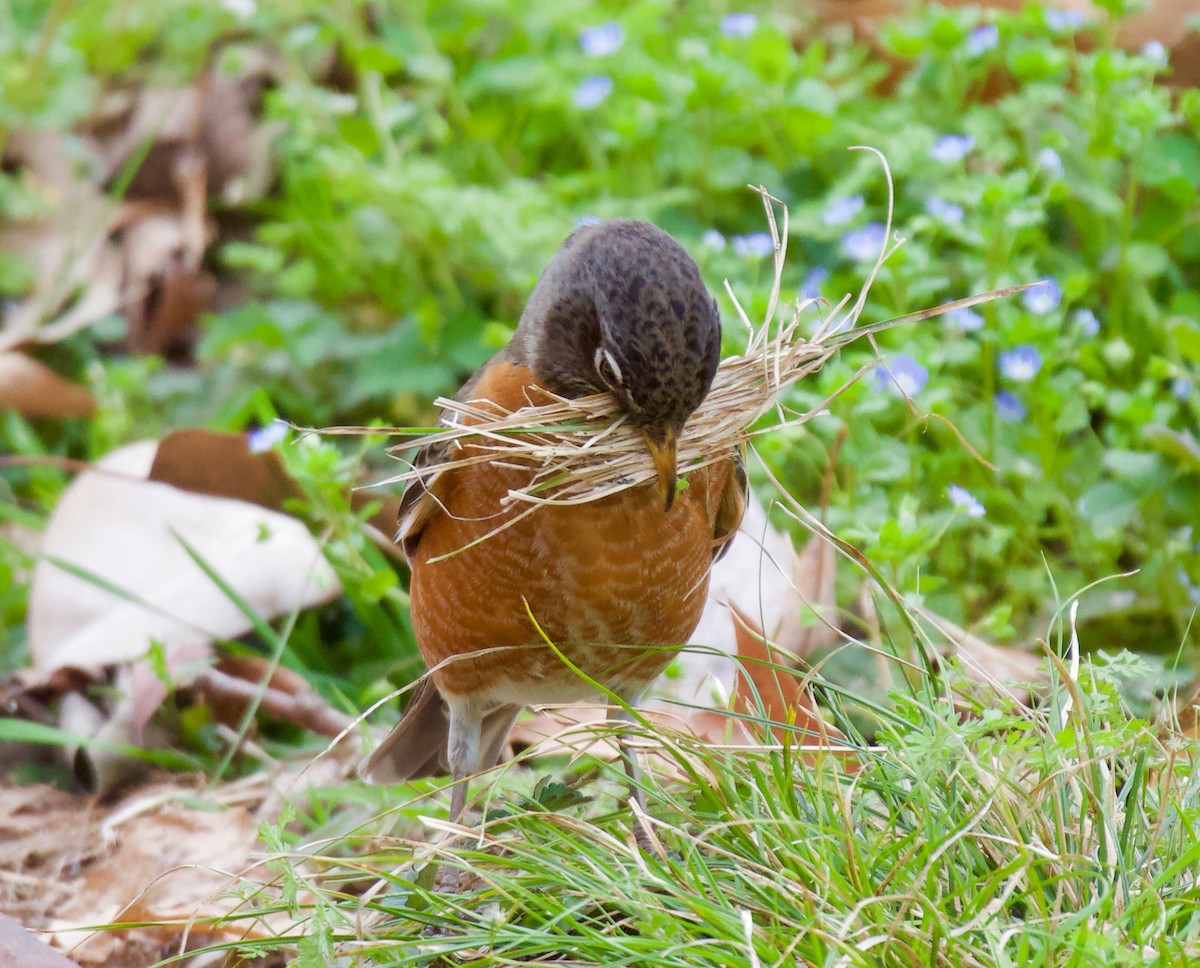 American Robin - Jin Bai