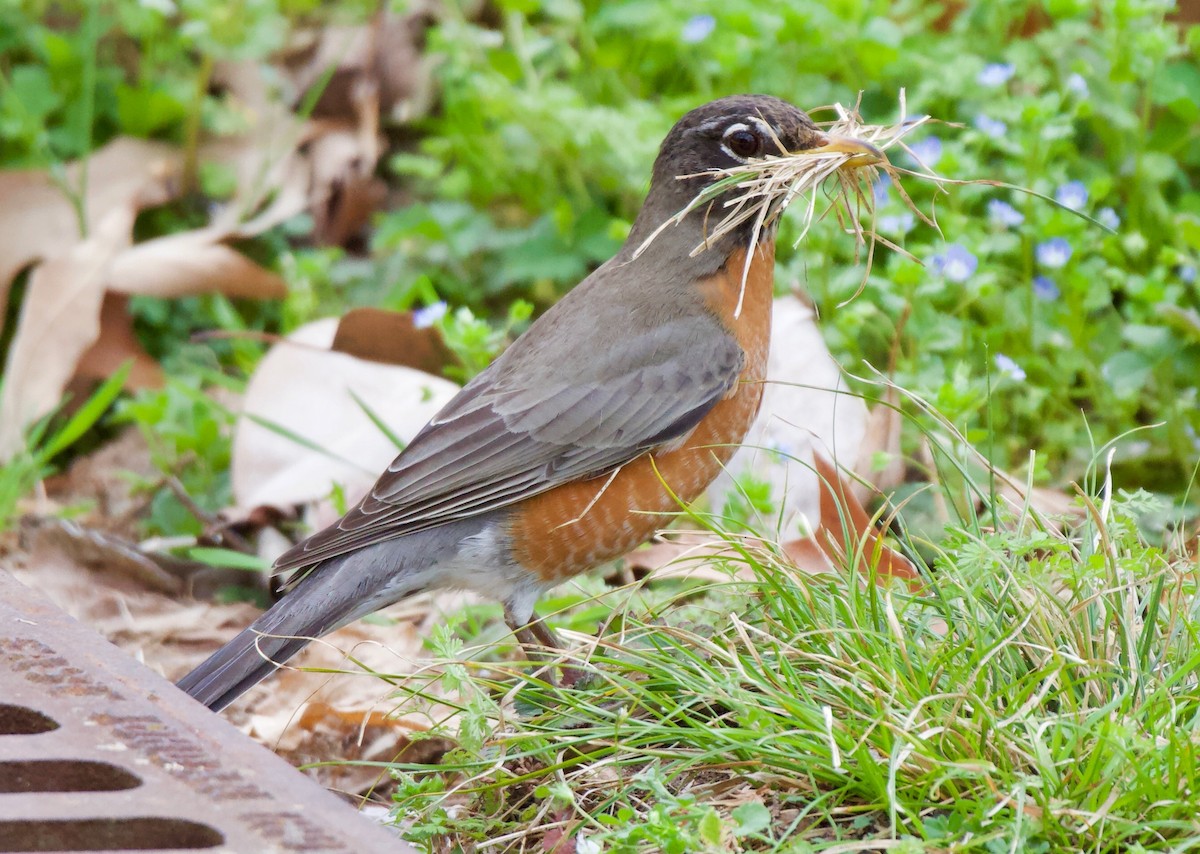American Robin - ML317270811