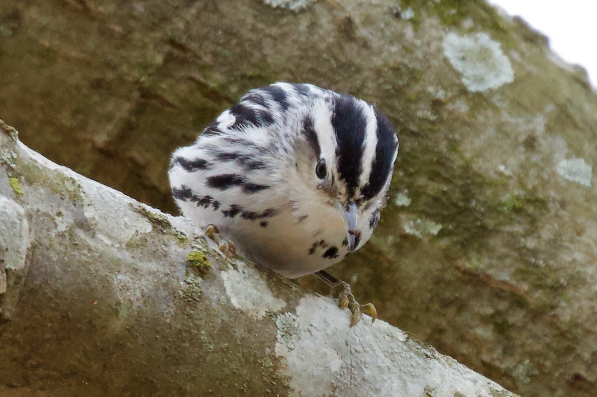 Black-and-white Warbler - Jin Bai