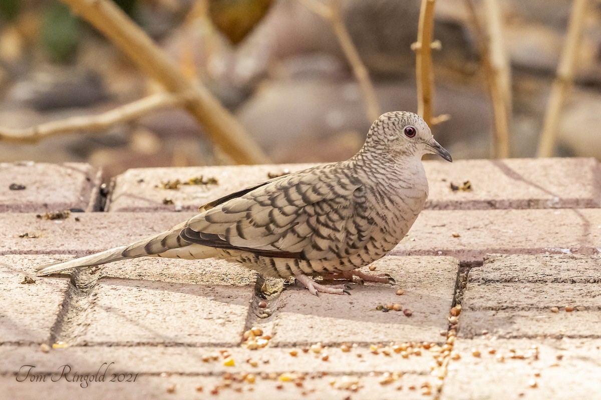 Inca Dove - ML317271711