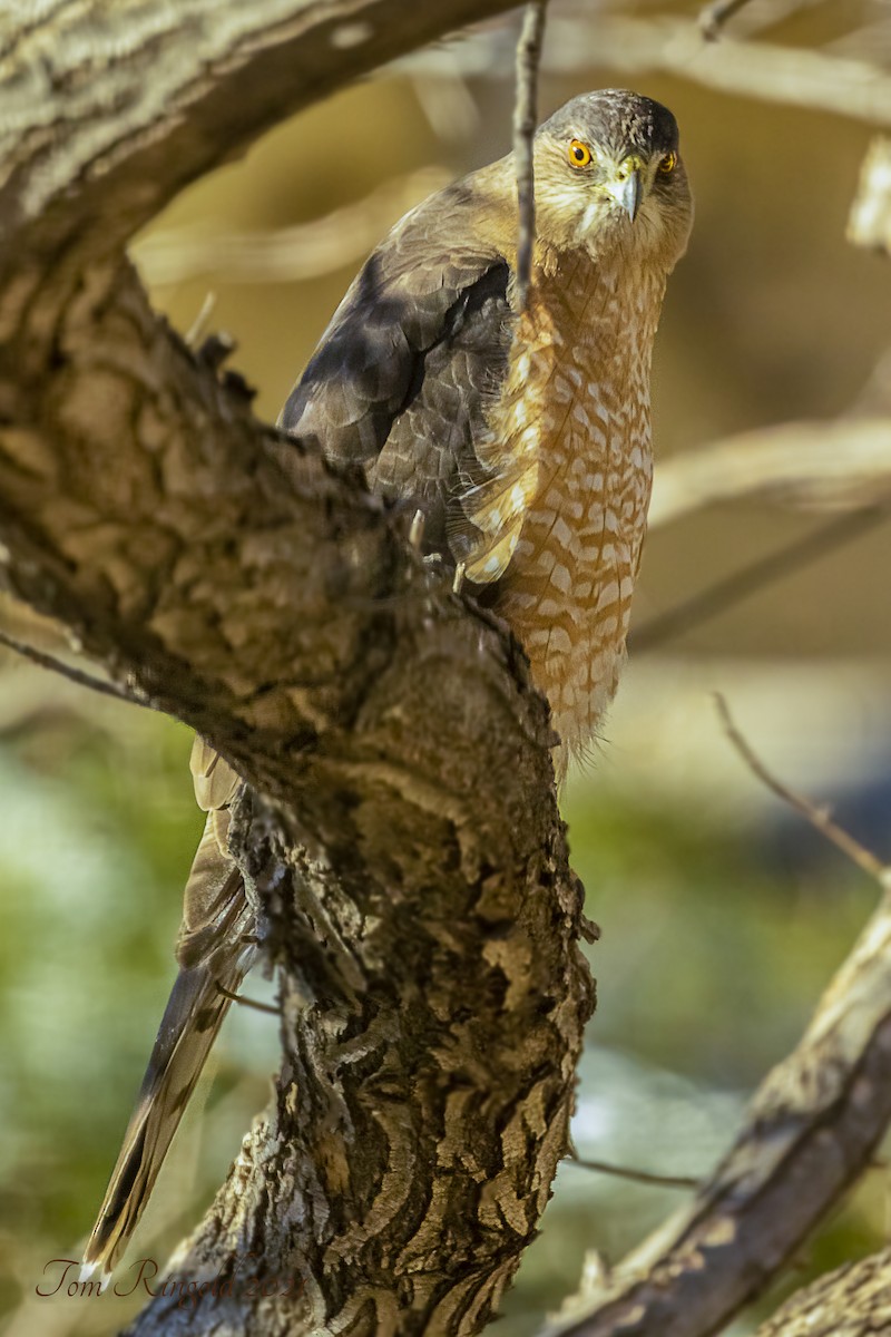 Cooper's Hawk - ML317271861