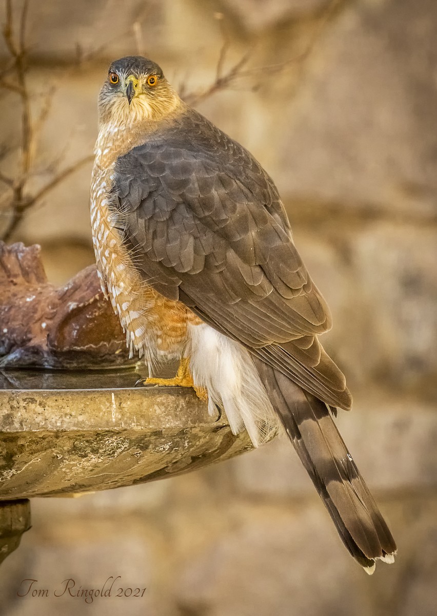 Cooper's Hawk - ML317271901
