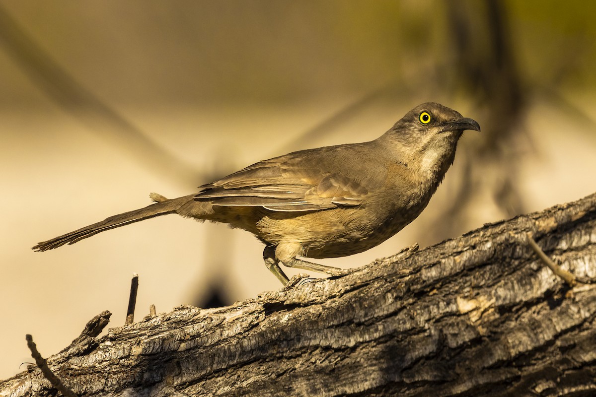 Curve-billed Thrasher - ML317272231