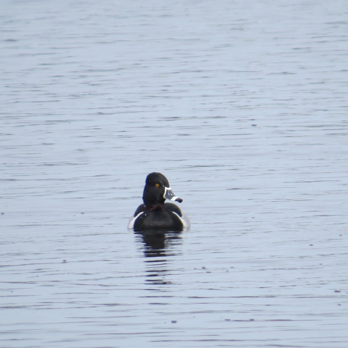 Ring-necked Duck - Chris Floyd