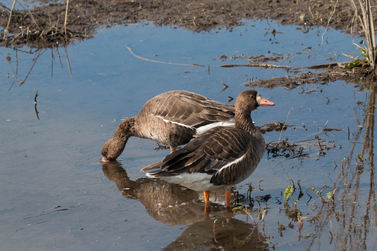 Greater White-fronted Goose - Carolyn Belknap