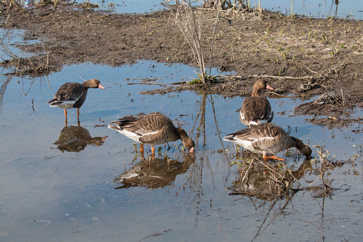 Greater White-fronted Goose - Carolyn Belknap