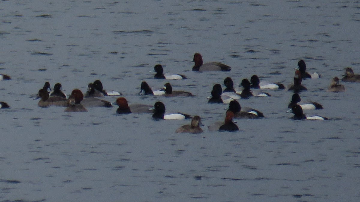 Greater Scaup - ML317273211