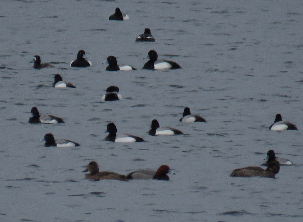 Greater Scaup - ML317273271