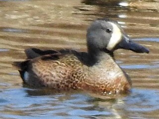 Blue-winged Teal - ML317273331