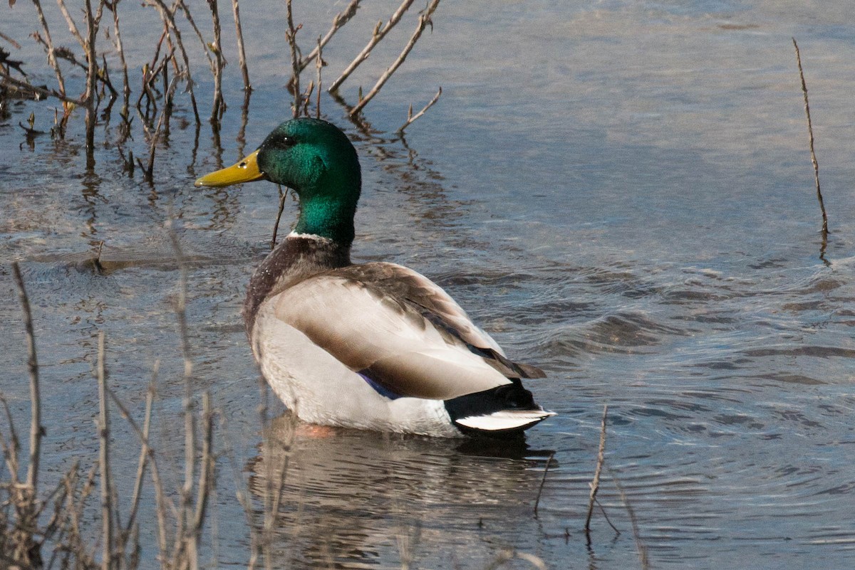 Canard colvert - ML317273351