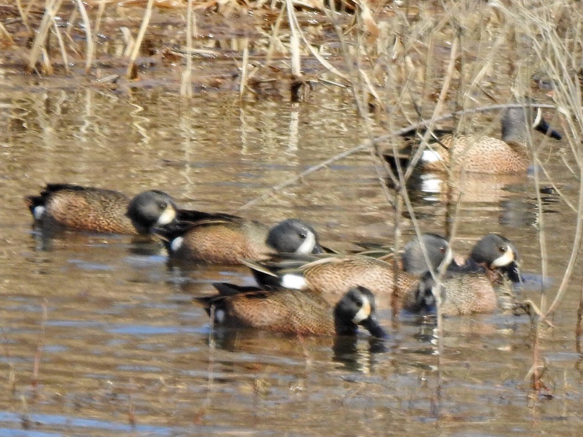 Blue-winged Teal - ML317273391