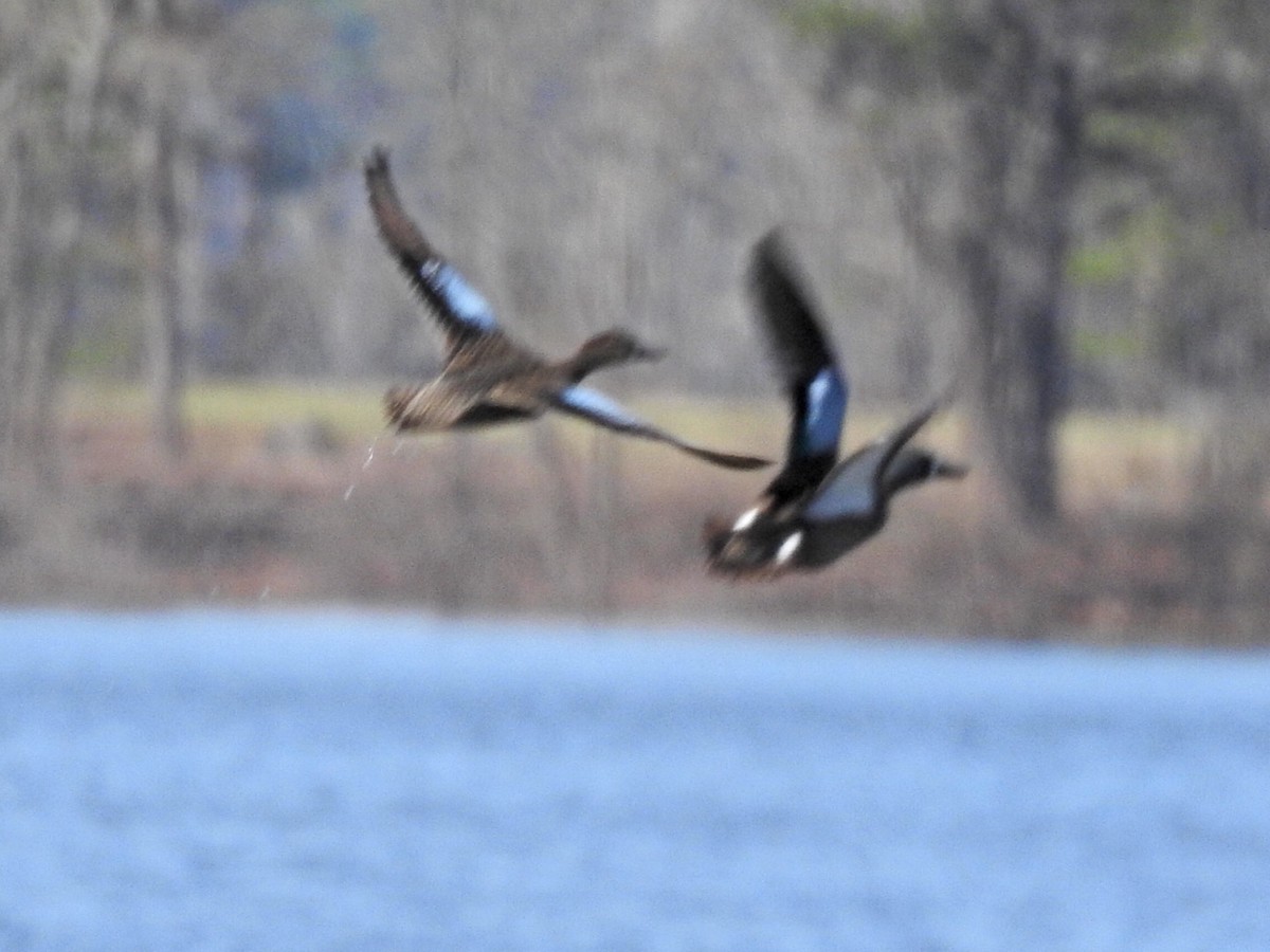 Blue-winged Teal - ML317273401