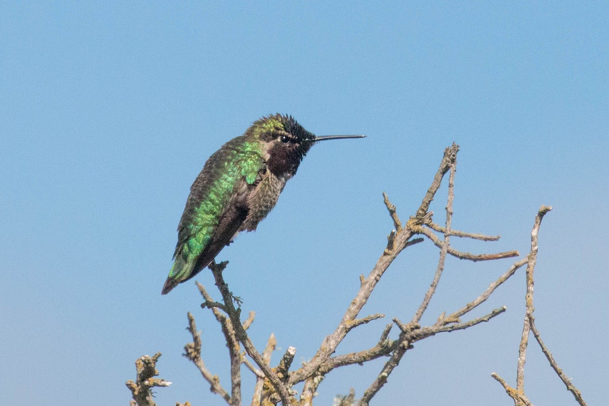 Anna's Hummingbird - ML317273411