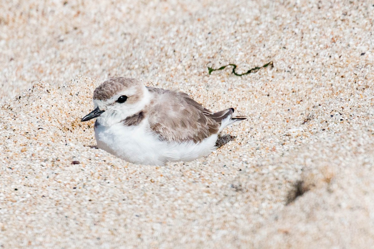 Snowy Plover - ML317273481