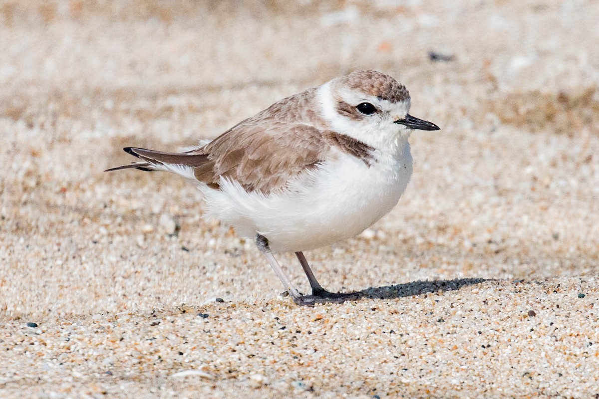 Snowy Plover - ML317273491