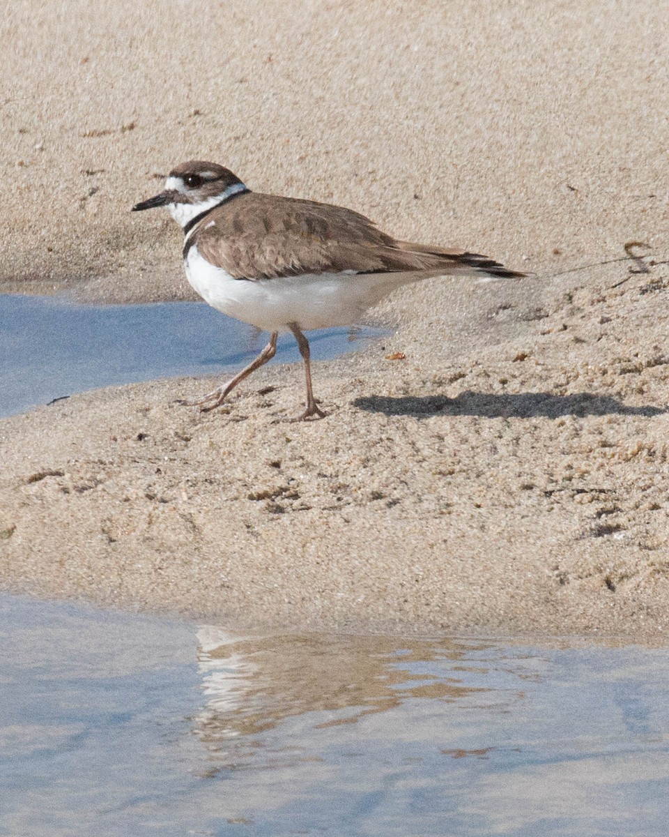 Killdeer - ML317273531