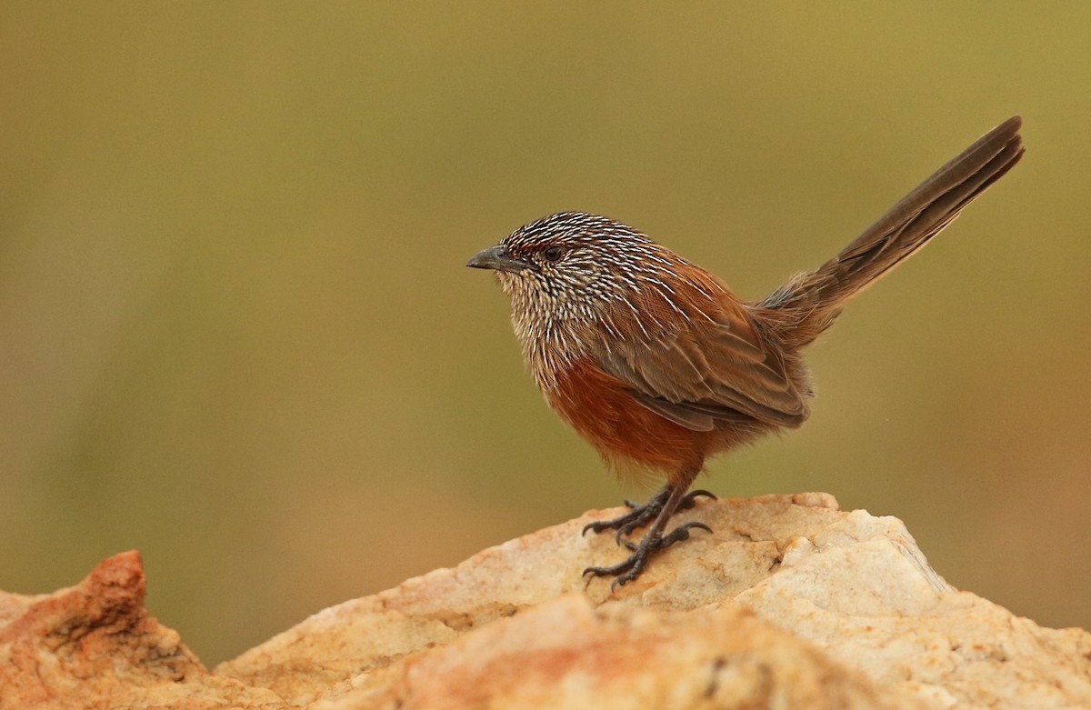Kalkadoon Grasswren - Luke Seitz