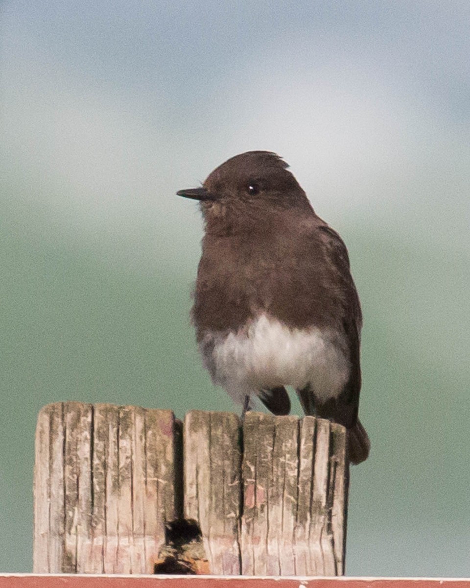 Black Phoebe - ML317273611