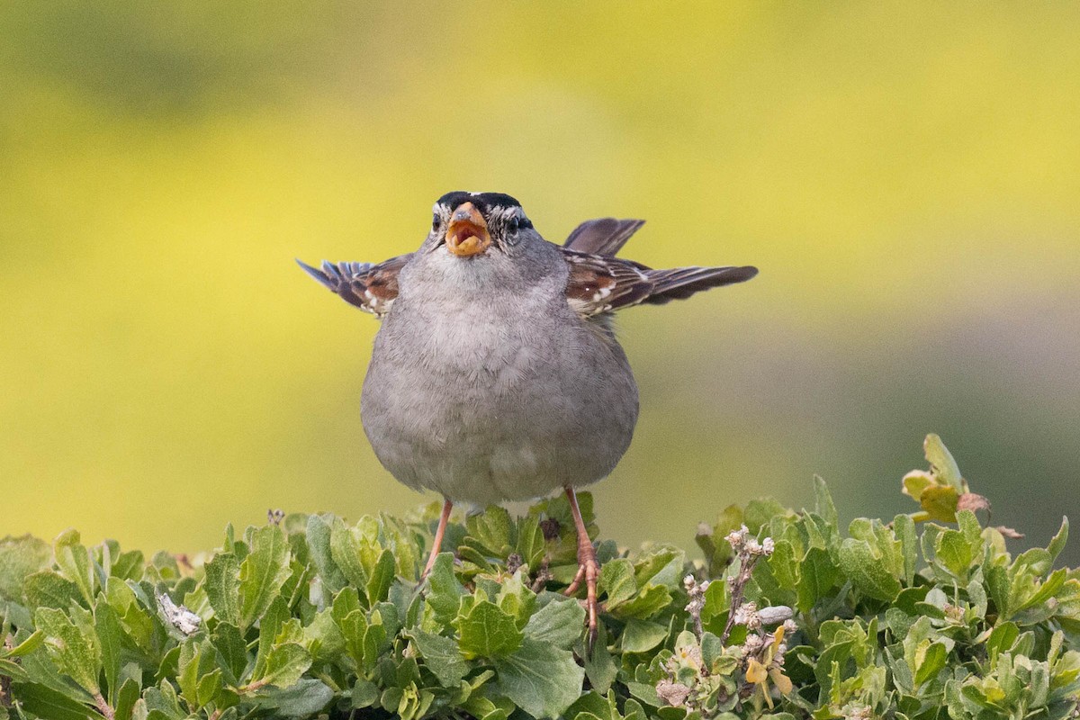 White-crowned Sparrow - Carolyn Belknap