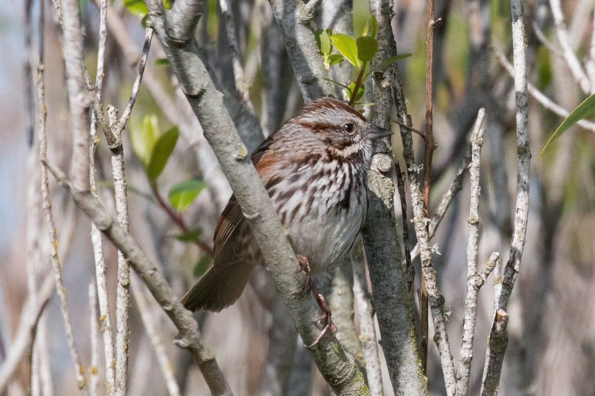 Song Sparrow - ML317273721