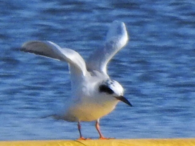 Forster's Tern - ML317273951