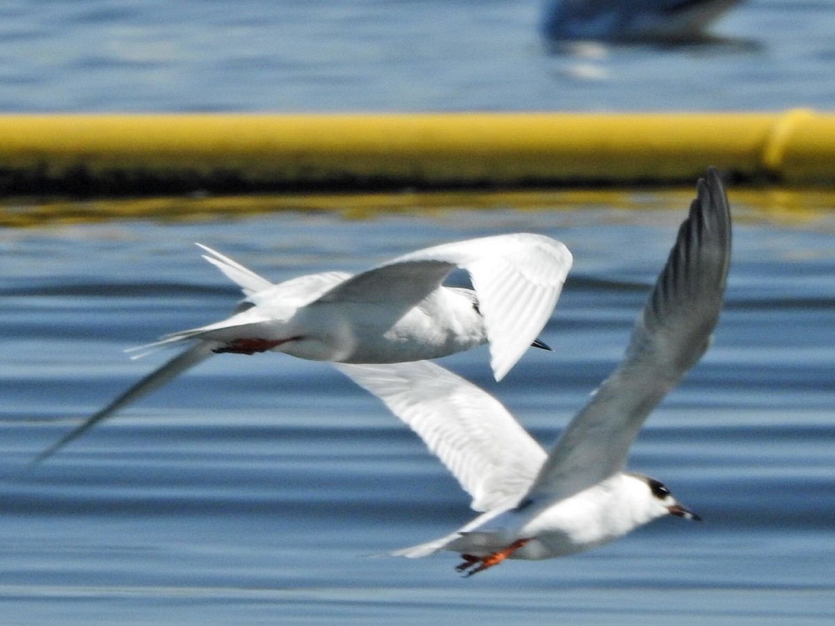 Forster's Tern - ML317273981