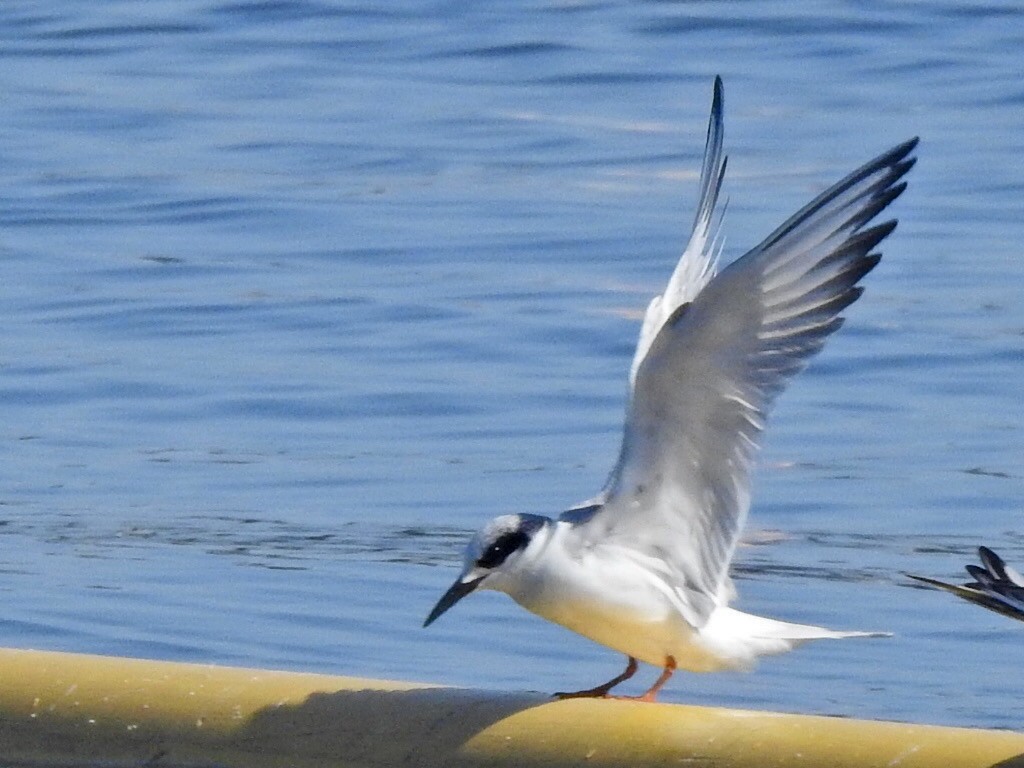 Forster's Tern - ML317274001