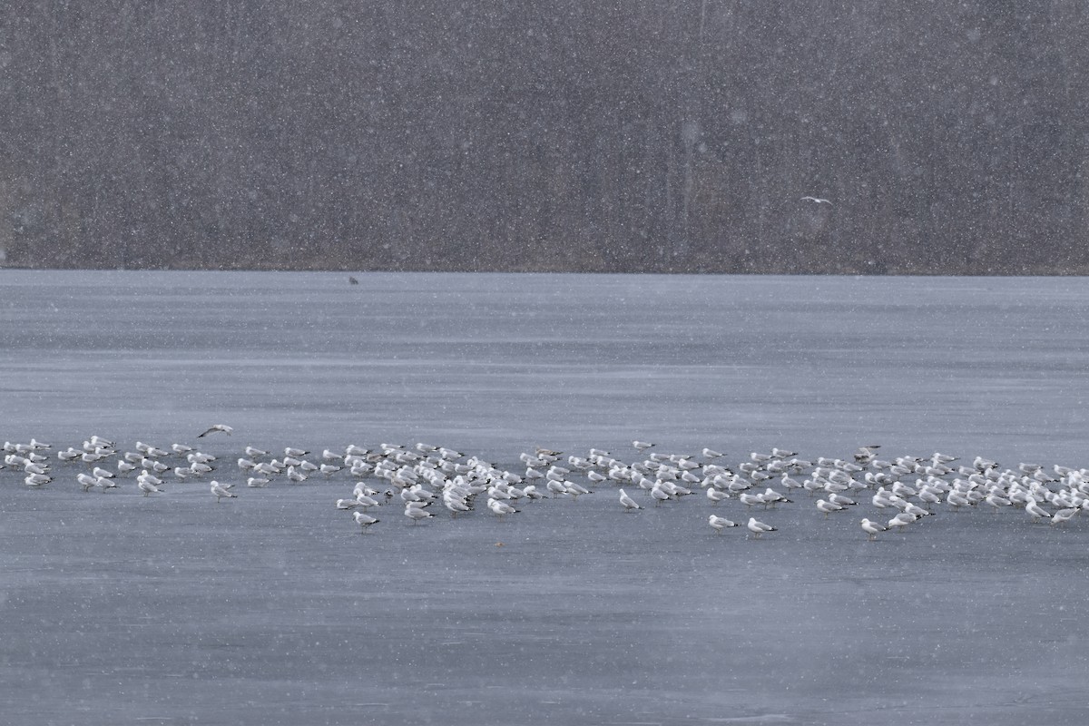 Ring-billed Gull - ML317275721