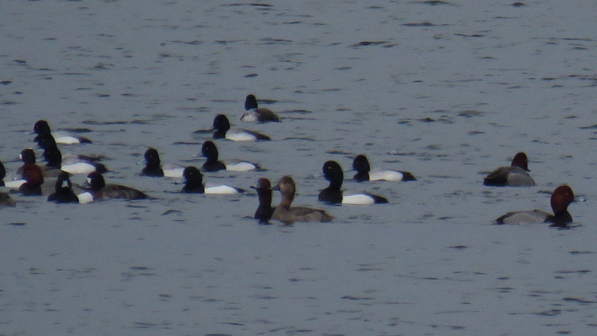 Greater Scaup - ML317275781