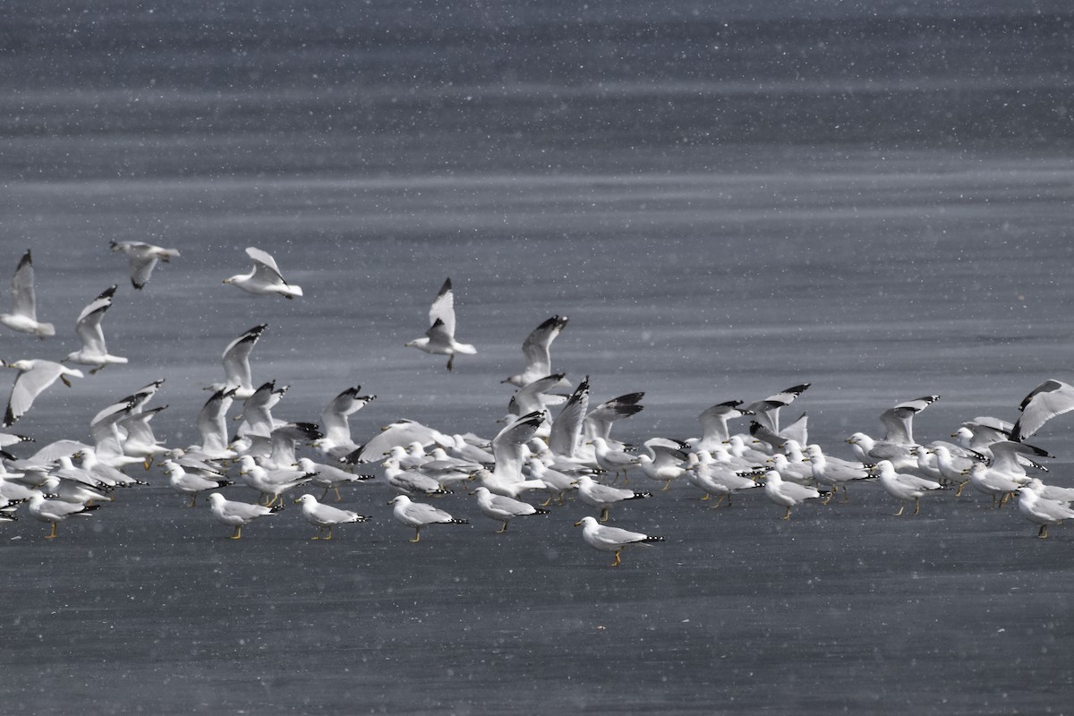 Ring-billed Gull - ML317275871