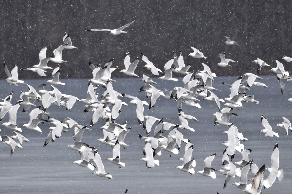 Ring-billed Gull - ML317275931