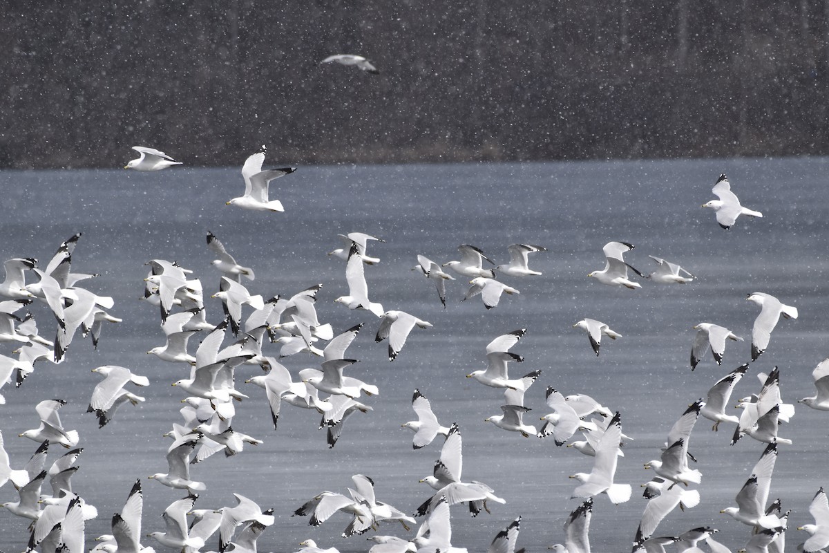 Ring-billed Gull - ML317275981