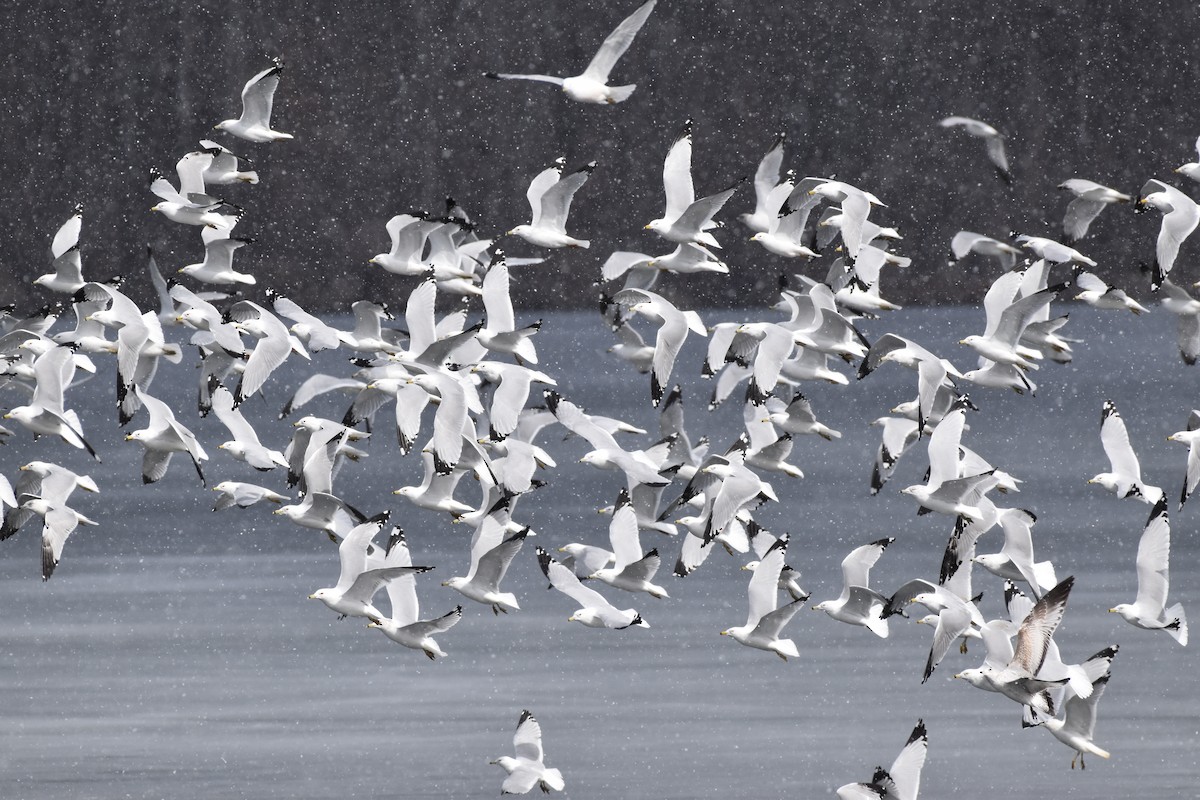 Ring-billed Gull - ML317276011