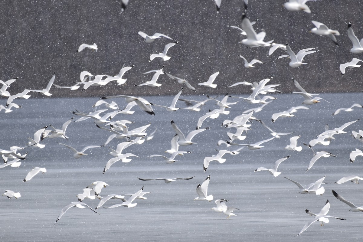 Ring-billed Gull - ML317276031