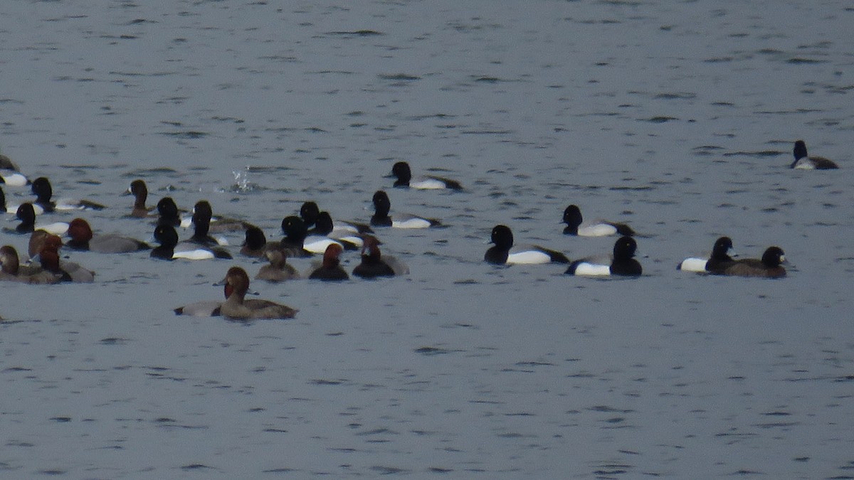 Greater Scaup - ML317276361