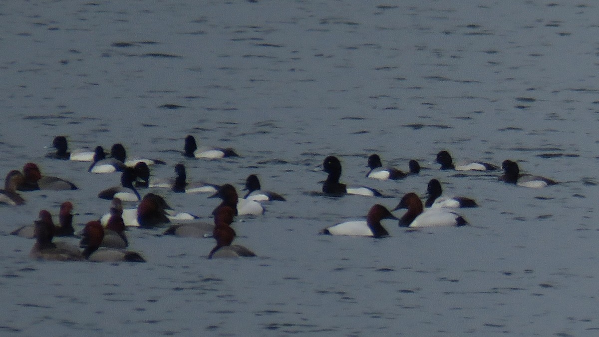 Greater Scaup - ML317277061