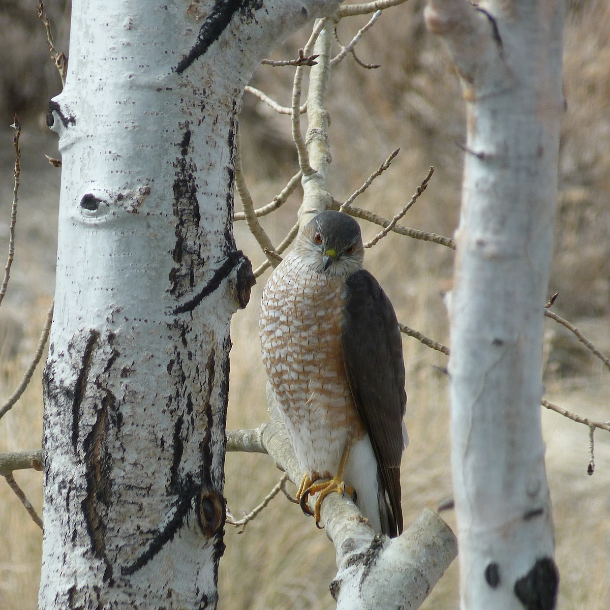 Sharp-shinned Hawk - ML317277101