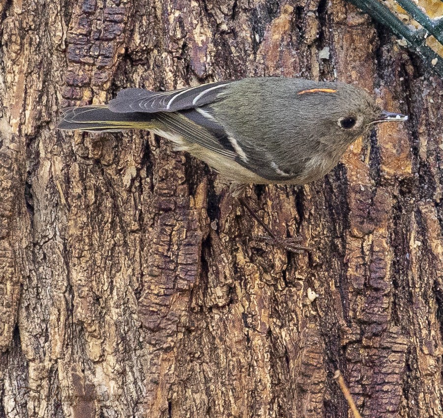 Ruby-crowned Kinglet - ML317278101