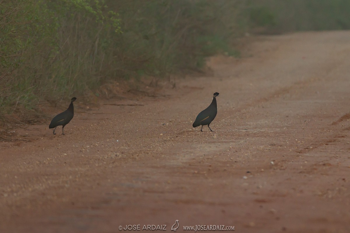 Southern Crested Guineafowl - José Ardaiz Ganuza