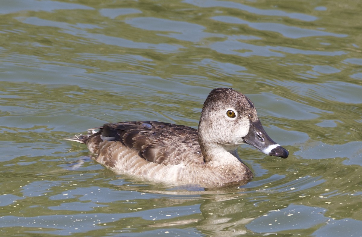 Ring-necked Duck - william tyrer